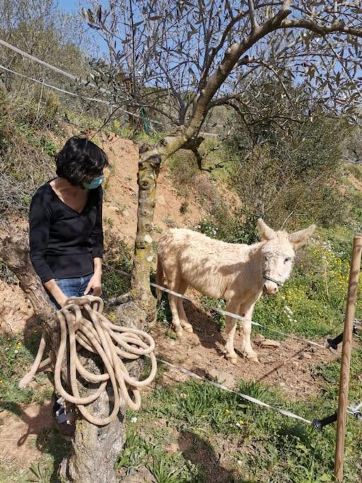 Cottage Eco-Friendly Barcelona Country Side La Garriga Eksteriør bilde