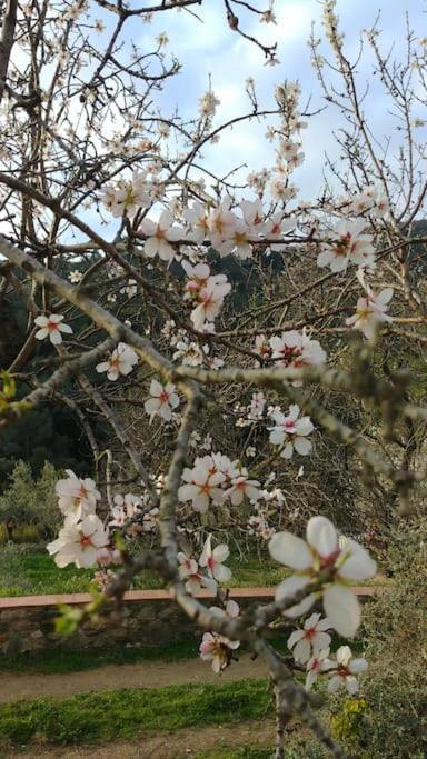 Cottage Eco-Friendly Barcelona Country Side La Garriga Eksteriør bilde